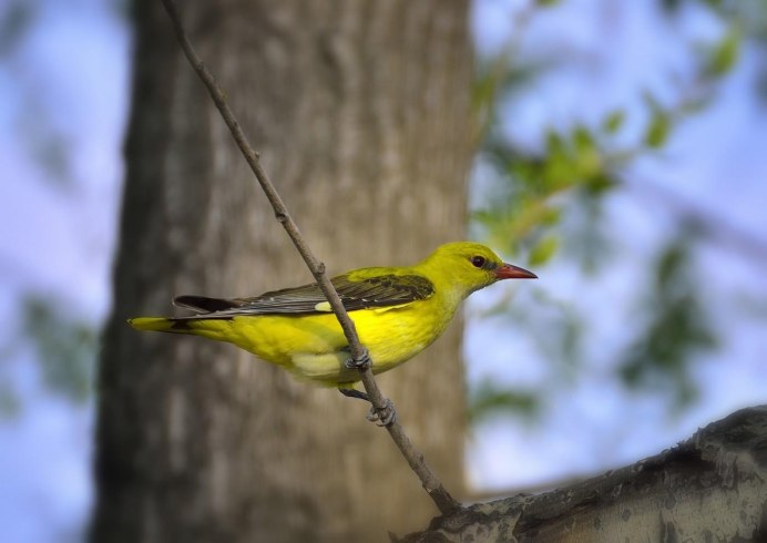 Иволга - Oriolus Oriolus