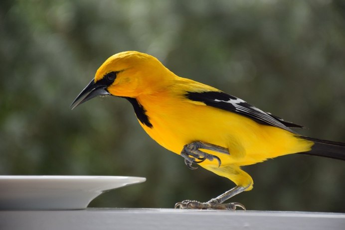 Птица с желтой грудкой