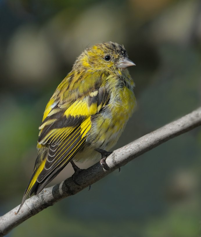 Птичка кенар