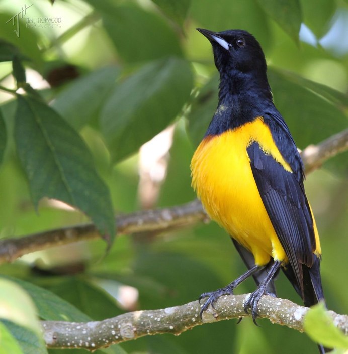 Желтая птица