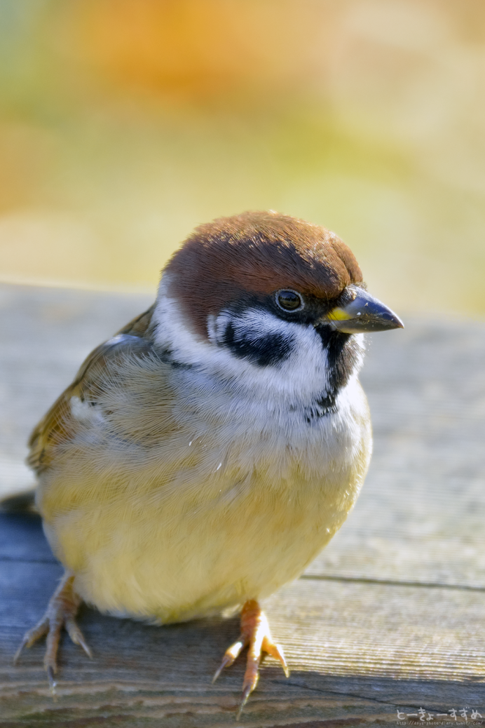 Серая пеночка