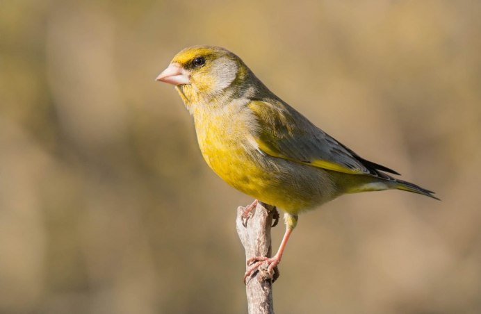 Yellow-Rumped Warbler птица Yellow Rumped