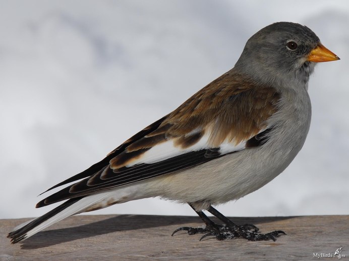 Снежный Воробей (montifringilla nivalis)