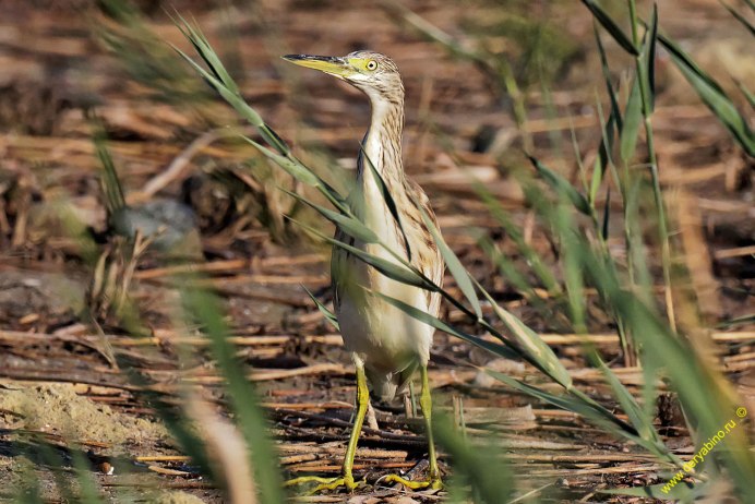 Жёлтая цапля / Ardeola ralloides / Squacco Heron