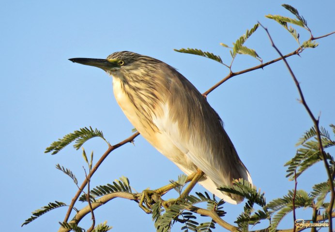 Squacco Heron