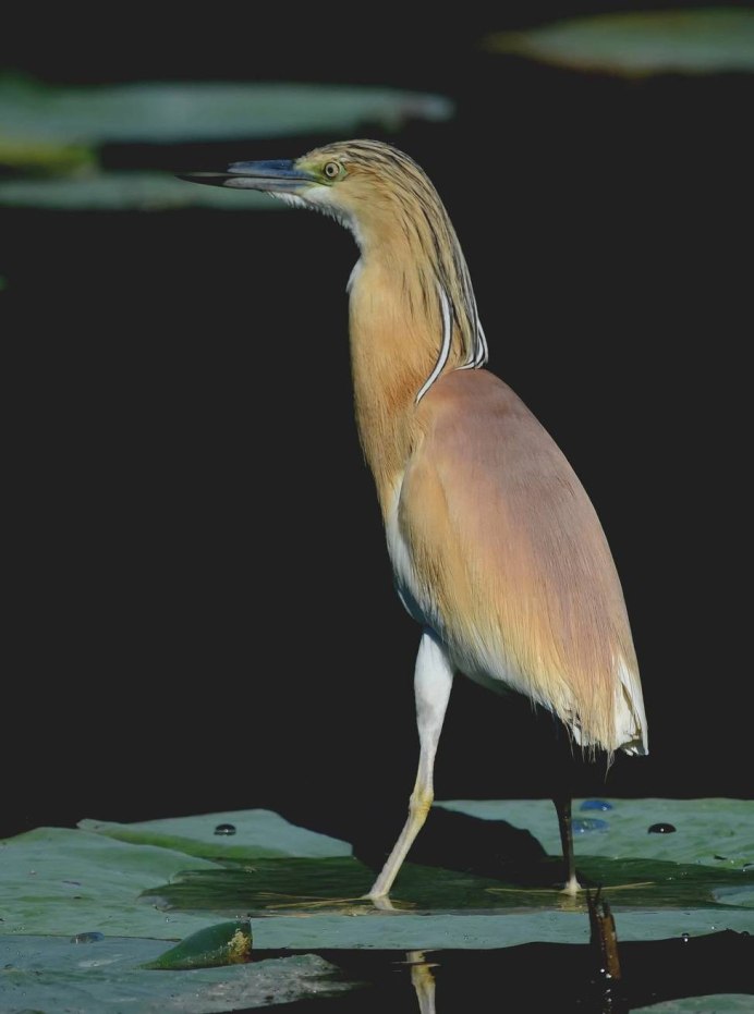 Желтая цапля (Ardeola ralloides)