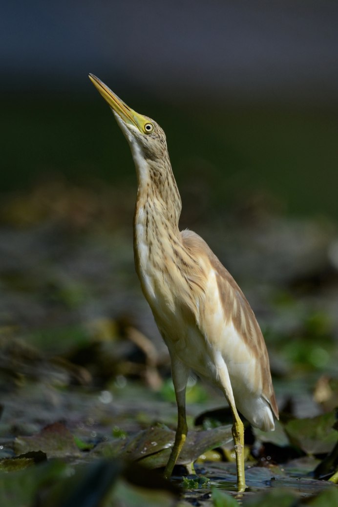 Желтая цапля (Ardeola ralloides)