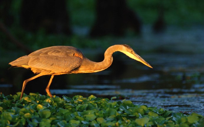 Squacco Heron