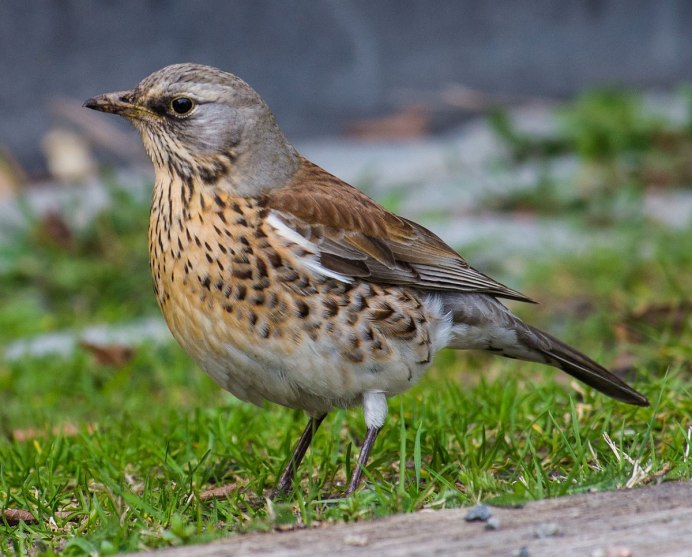 Дрозд - Thrush