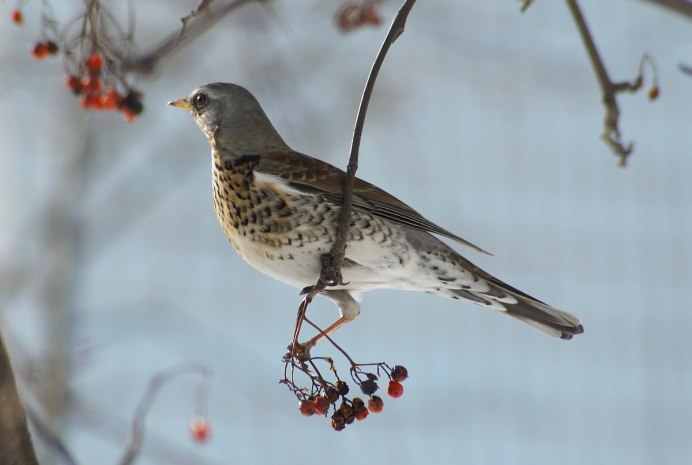 Turdus viscivorus