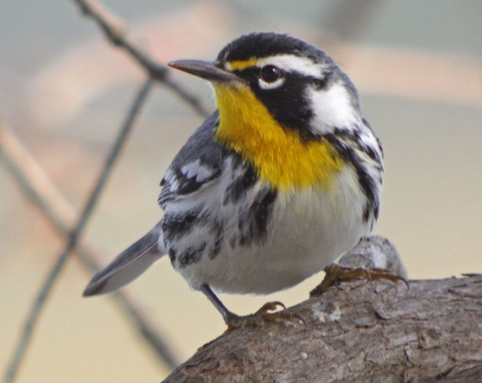 Black-headed Grosbeak