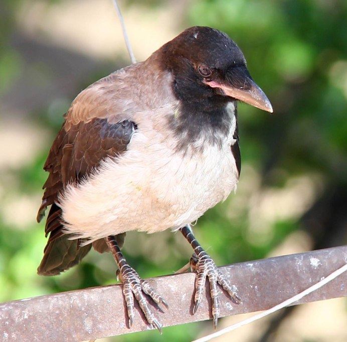 Brown-necked Raven