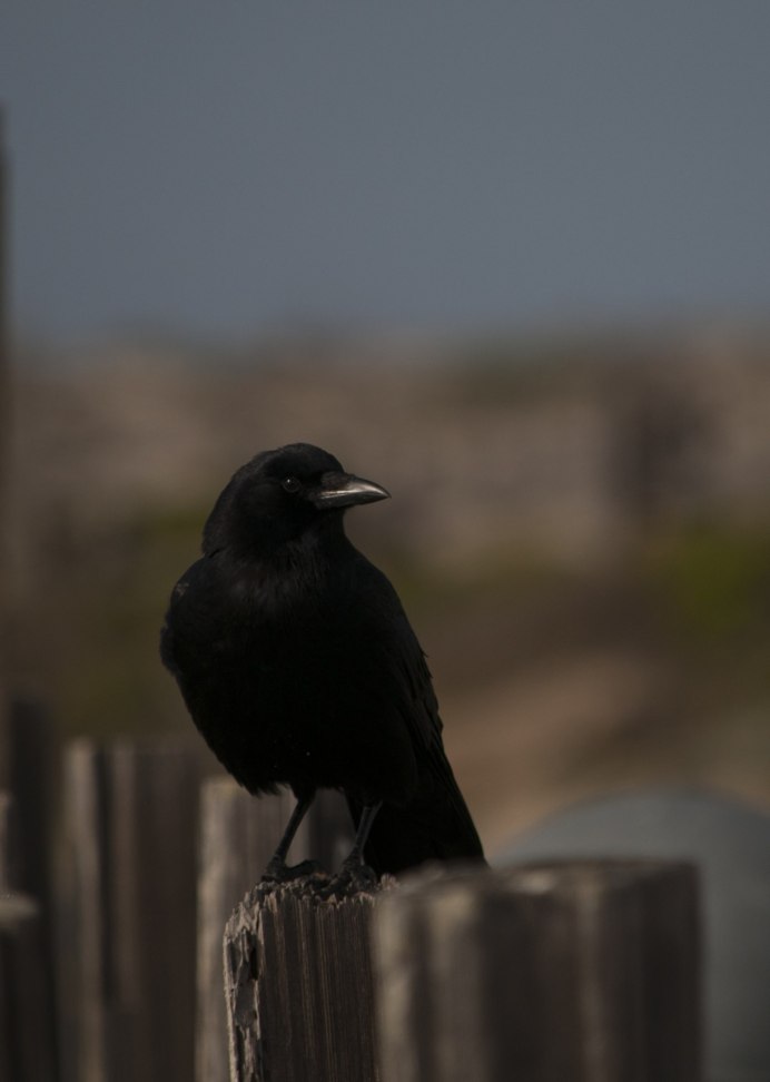 Brown-necked Raven