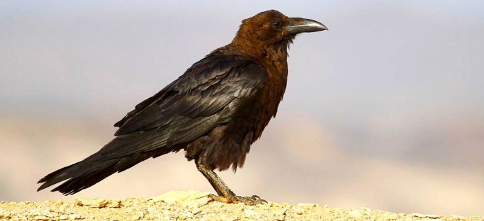 Corvus rhipidurus