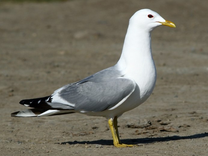 Морская Чайка Larus Marinus great Black-backed Gull