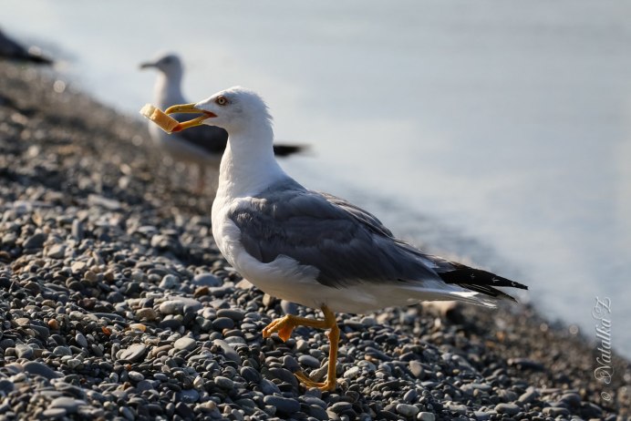 Чайка (Larus)