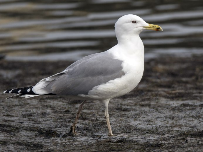 Серокрылая Чайка Larus glaucescens