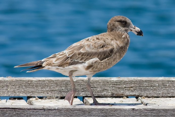 Larus canus