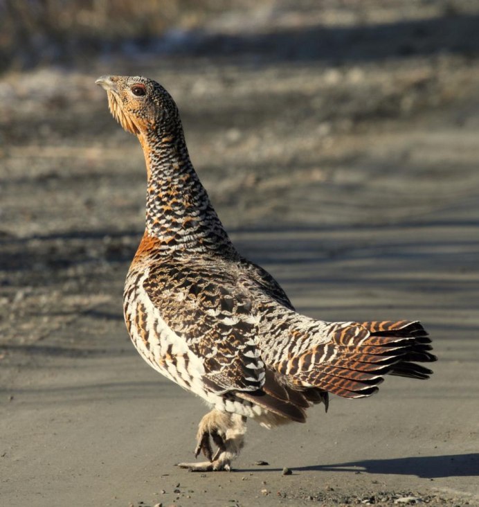 Глухарь (Tetrao urogallus)