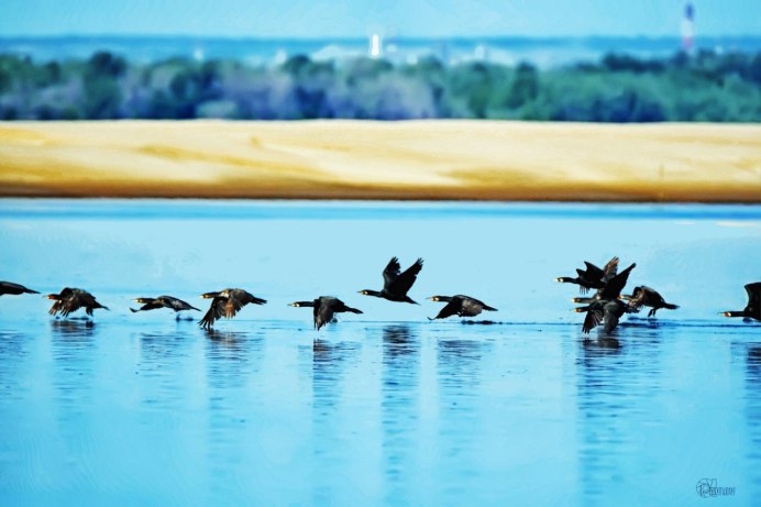 Большой Баклан Phalacrocorax Carbo