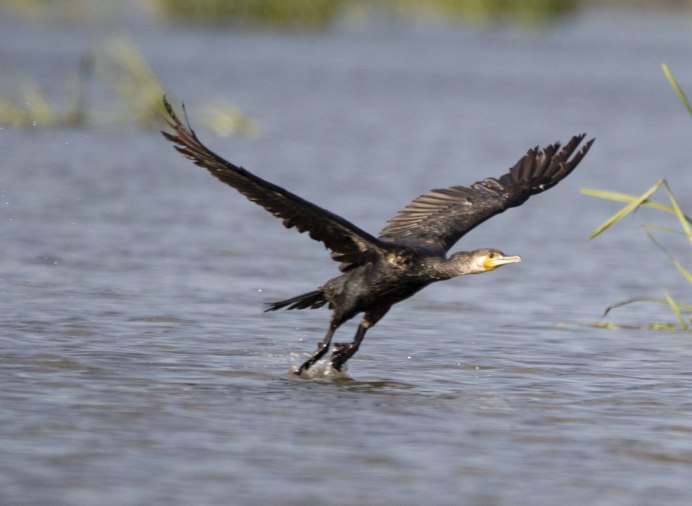 Больших Бакланов (Phalacrocorax Carbo)