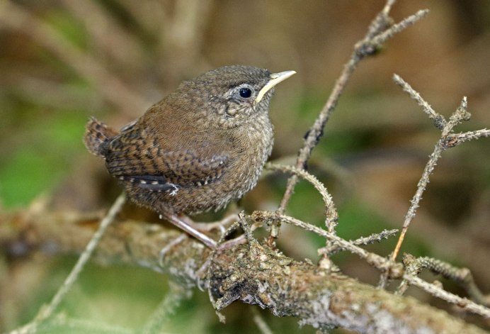 Rhipidura albicollis
