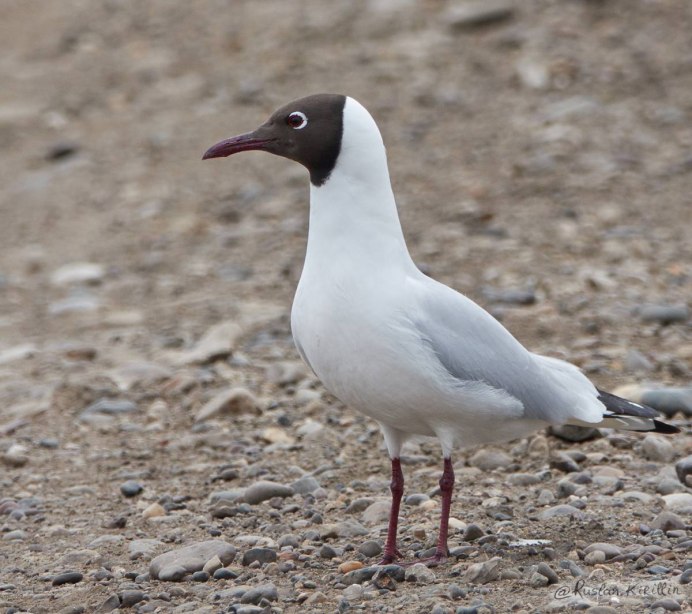 Озерная Чайка