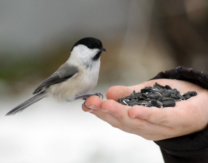Зяблик и Снегирь