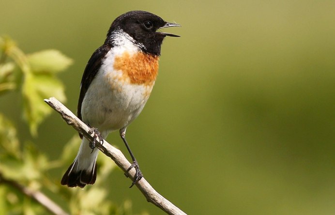 Черноголовый чекан