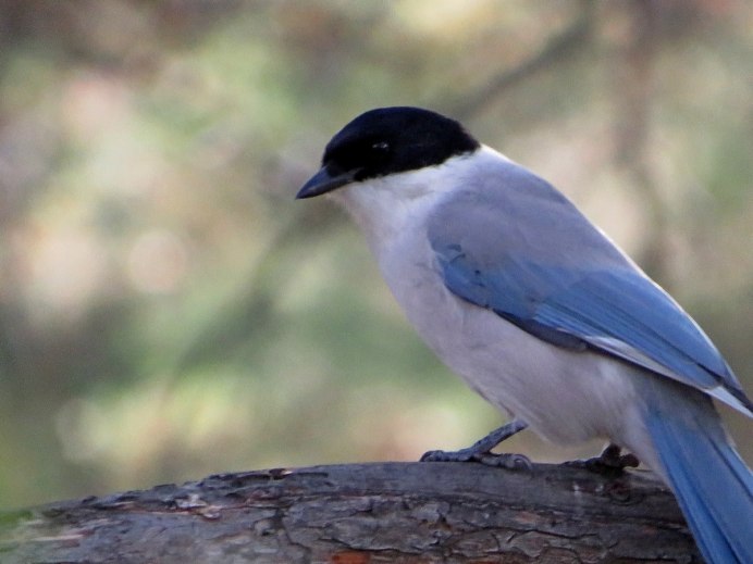Голубые сороки (Cyanopica Cyana)