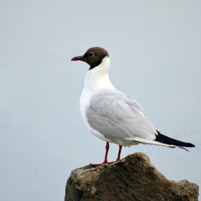Белая трясогузка и серая