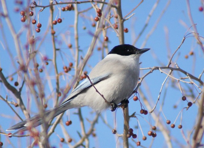 Сорока белобока птица