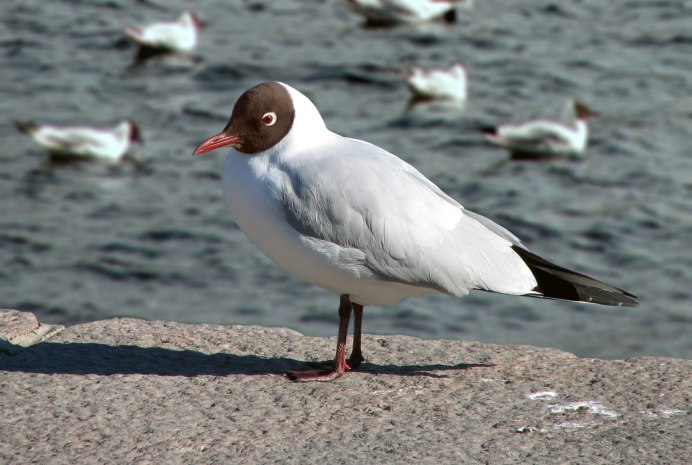 Славка птица Средиземноморская