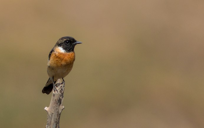 Птичка с черной головой