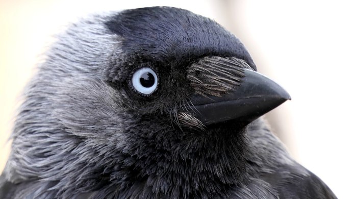 Птица с длинным носом