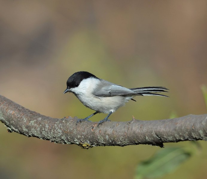 Птица похожая на сорок с коротким хвостом