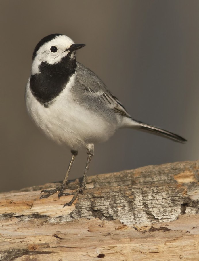 Larus ridibundus (отряд Ржанкообразные)