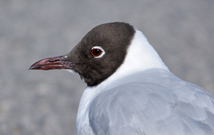 Чайка птица с черной головой