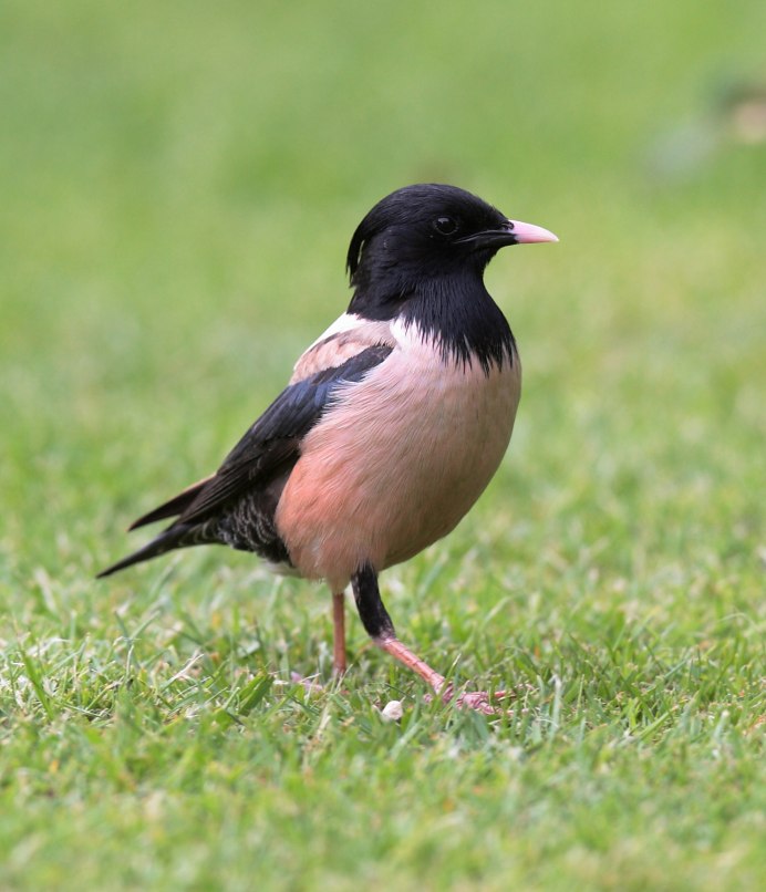 Птичка с черной головой