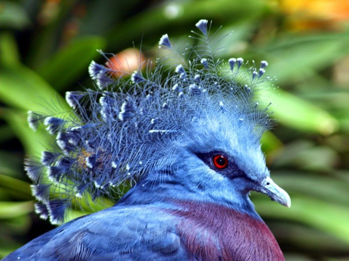 Frillback Pigeon