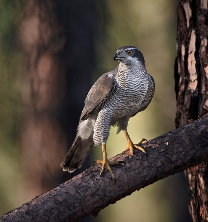 Ястреб - тетеревятник (Accipiter gentilis)