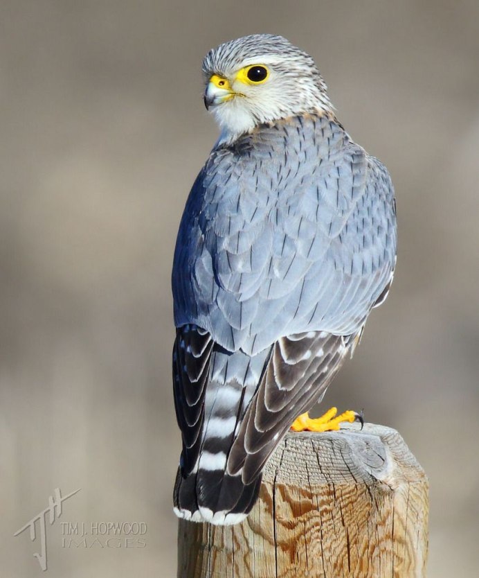 Птица ястреб тетеревятник