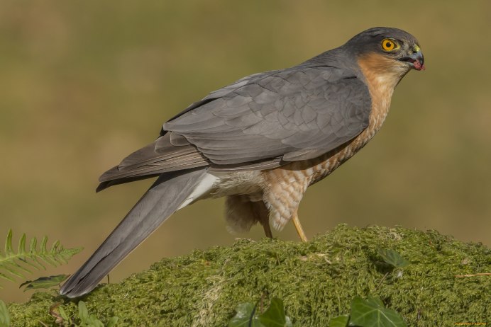Eastern Chanting-Goshawk
