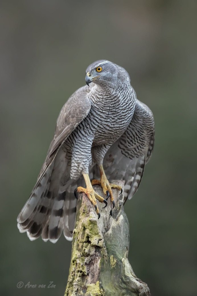 Тетеревятник (Accipiter gentilis)