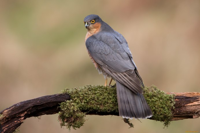 Горлицы Ястребиные