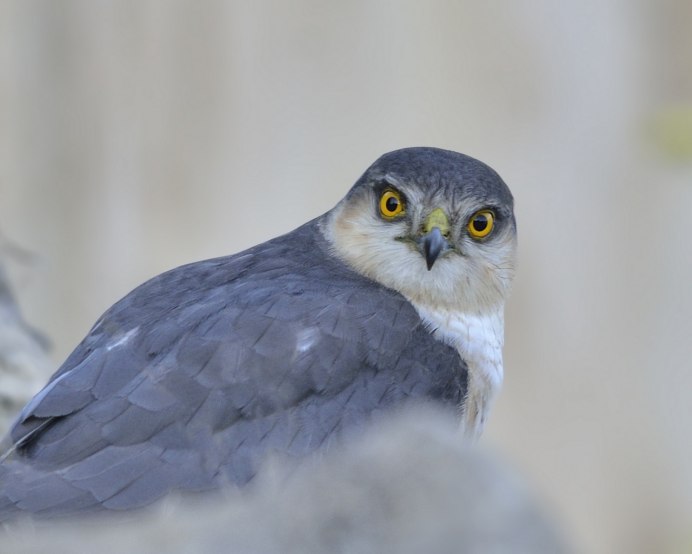 Пятнистый Сокол