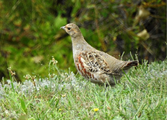 Хищная птица серого цвета