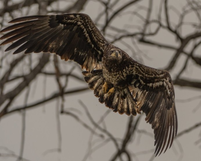 Канюк Гарпия