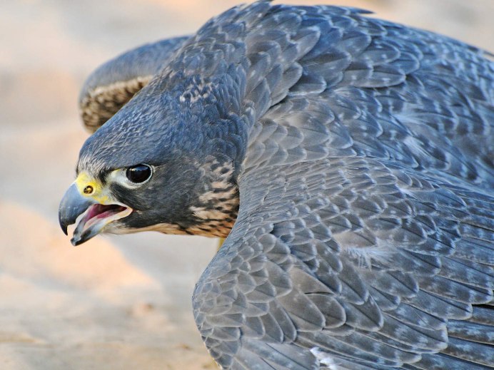 Ястреб воробьятник