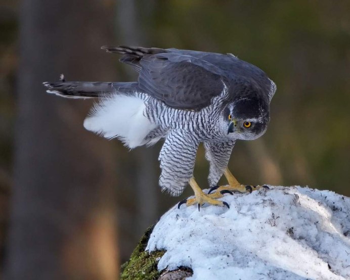 Сокол канюк